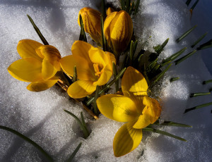 Snow surrounds spring crocuses in bloom.  Even as a few flurries filled the sky on Friday, it is almost the end of the snow season for southern Wisconsin. (Photo credit:  Gregory Shaver)