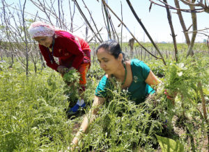 Khadga Acharya, right, and her mother-in-law, Kala Acharya, harvest an early season crop of herbs from their family's garden plot at the Fountain of Live Community Garden in Madison last June. Wisconsin's growing season has lengthened by about 12 days, allowing production of longer-season crop types and varieties. (Photo credit: John Hart - State Journal)