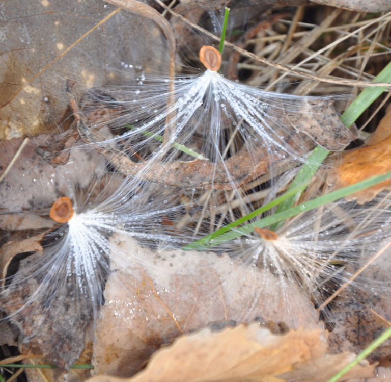 why-is-the-grass-wet-in-the-morning-when-it-didn-t-rain-the-weather