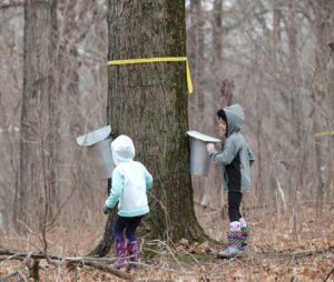 Leah Salsano, right, and her sister, Kira, of Poynette, check the buckets attached to maple trees that are tapped for sap at the MacKenzie Center. In Wisconsin, March is a prime month for tapping sugar maple trees, and this is when the sap is sweetest. (Photo credit:  Amber Arnold, State Journal)