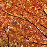 How are fall colors impacted by our weather? | The Weather Guys